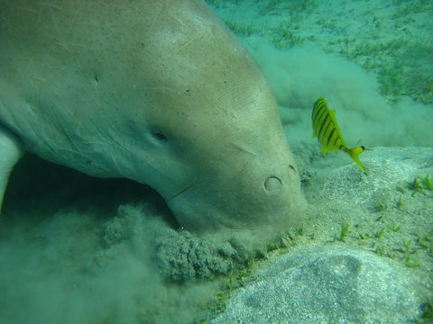 Seekuh / Dugong
