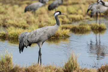 Obraz premium Common crane in a wetland at a stopover site