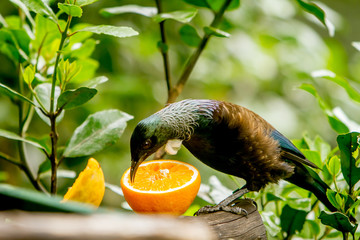 Tui Bird/ a native of New Zealand, the male Tui with it's white