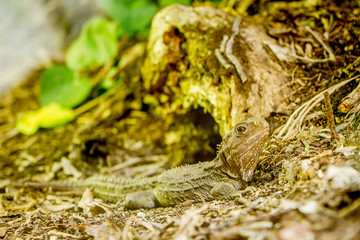 big lizard in natural environment