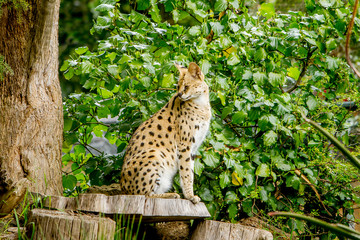 Serval cat (Felis serval) in the natural environment