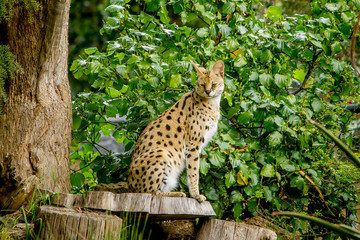 Naklejka na ściany i meble Serval cat (Felis serval) in the natural environment