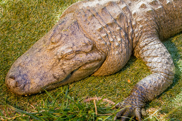 alligator on natural background