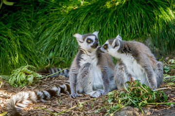 Naklejka na ściany i meble ring-tailed lemur (lemur catta)