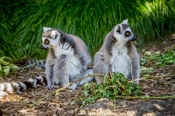 Naklejka na ściany i meble ring-tailed lemur (lemur catta)
