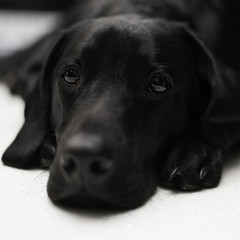 Black Labrador puppy