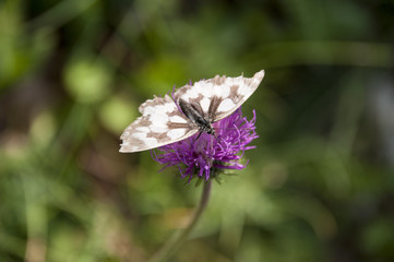 fiori e piante