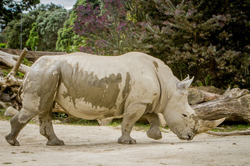 Obraz premium white rhino at zoo