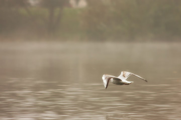 Seagull in flight