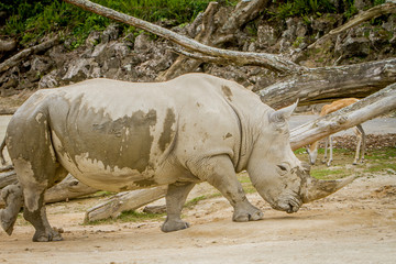 Naklejka premium white rhino at zoo