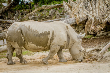 Obraz premium white rhino at zoo