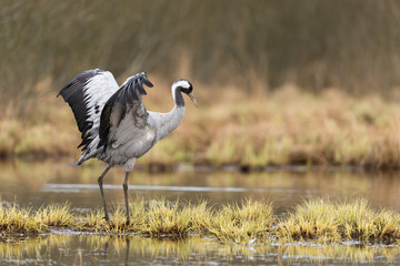 Common crane in a wetland at a stopover site