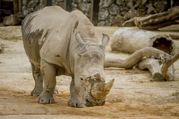 Naklejka premium white rhino at zoo