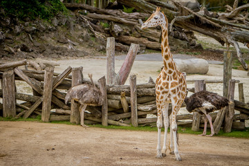 giraffe, zebra and ostrich in a wildlife park, zoo