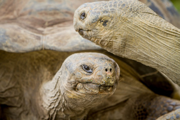 Giant grey tortoise standing on tropical island