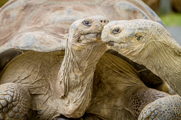 Giant grey tortoise standing on tropical island