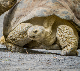 Giant grey tortoise standing on tropical island