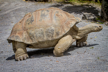 Giant grey tortoise standing on tropical island