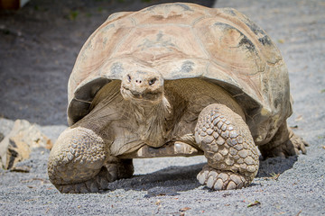 Giant grey tortoise standing on tropical island