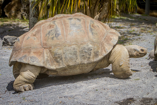 Giant grey tortoise standing on tropical island
