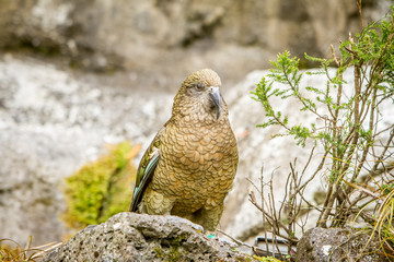 kea bird, new zealand