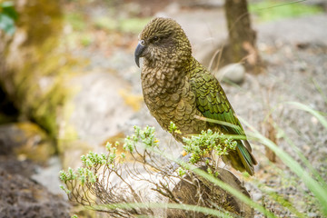 kea bird, new zealand