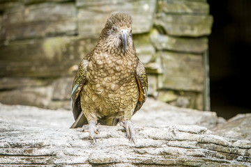 kea bird, new zealand