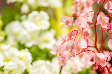 beautiful garden flowers, fresh colorful flowers