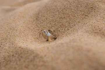 white gold wedding rings on the sand