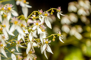beautiful garden flowers, fresh colorful flowers