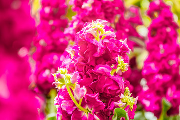 beautiful garden flowers, fresh colorful flowers