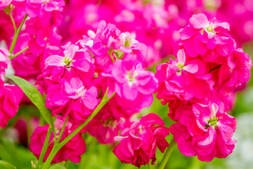 Naklejka na ściany i meble beautiful garden flowers, fresh colorful flowers