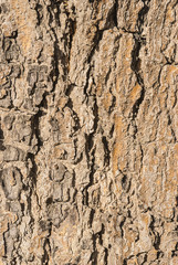 Wood grain texture for background use