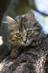 Obraz premium Chaton