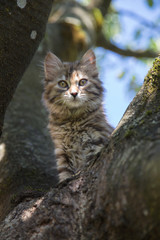 Chaton