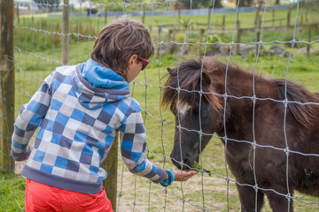outdoor portrait of young happy smiling boy feeding pony horse o
