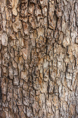 Tree background