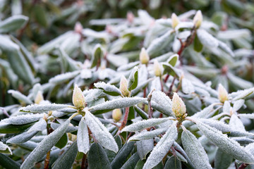 Rhododendron leafs and buds covered with rime frost with more of the plant in the background 