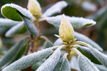 Close up of rhododendron leafs and buds covered with rime frost