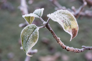 Apple leaves still on the tree with rime frost on them