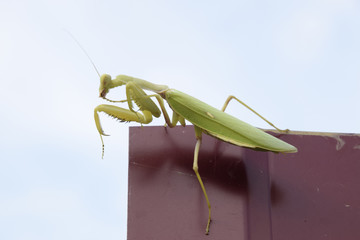 Praying mantis on a red fence. Predator insect mantis.