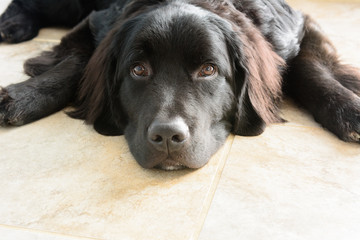 A black Newfoundland puppy patiently waits for his walk