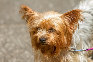 Cute Yorkshire Terrier Dog