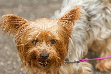 Cute Yorkshire Terrier Dog