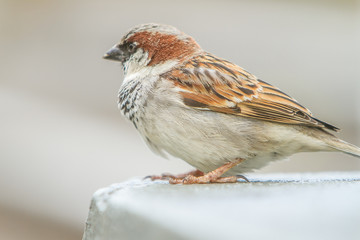 Close up House Sparrow, Passer domesticus