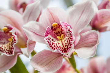 Fototapeta na wymiar Beautiful orchid flowers on natural background