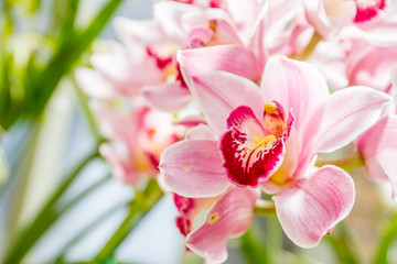 Naklejka na ściany i meble Beautiful orchid flowers on natural background