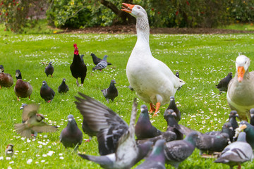 goose outdoor portrait