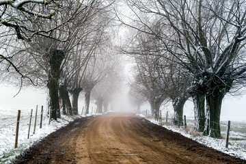 Mglista aleja © podlaski49