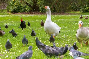 Fototapeta premium goose outdoor portrait